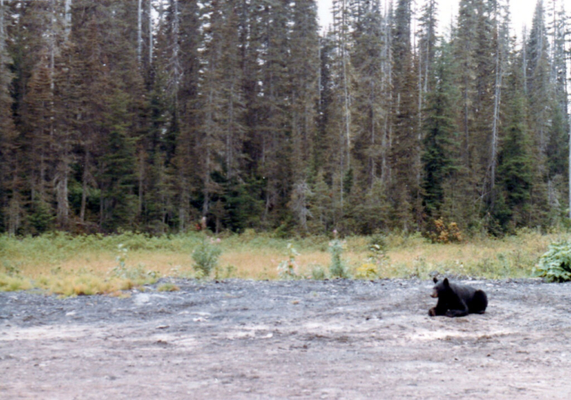 Bear on the side of the road