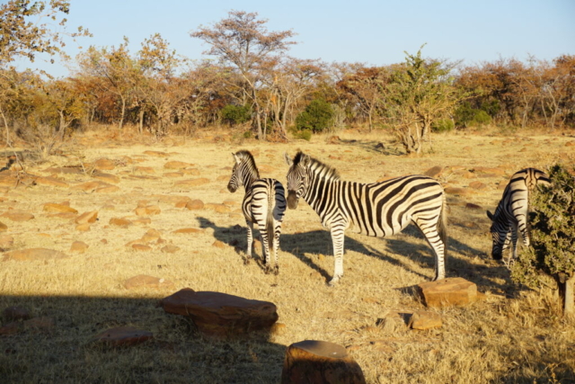 Zebra on the reserve