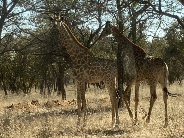 Giraffe's along the road from Johannesburg