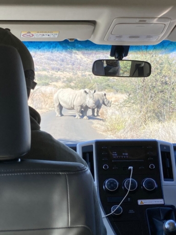 Rino in the road - we had to wait until they moved