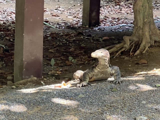 Mu Ko Lanta National Park monitor lizard