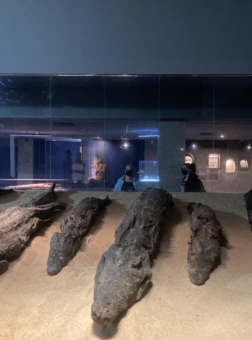 Kom Ombo crocodile museum