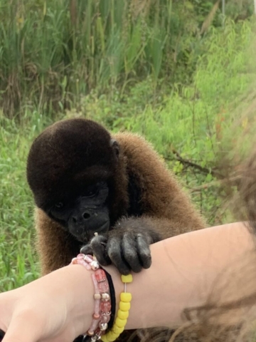 Monkey trying to take Anas bracelet
