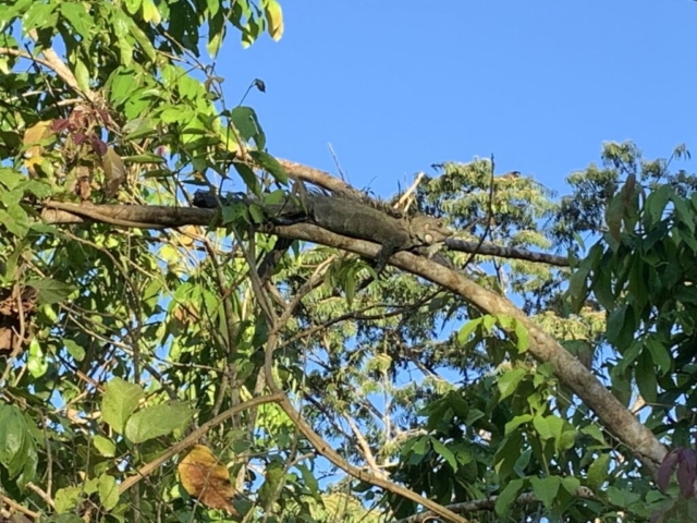 Amazon iguana