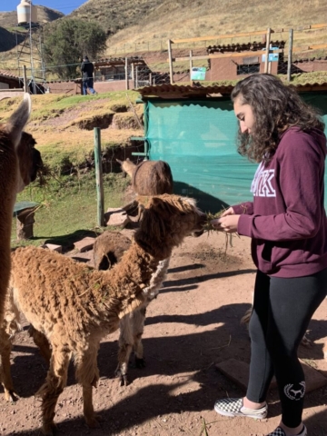 Ccochahuasi Animal Sanctuary  Ana and alpacas